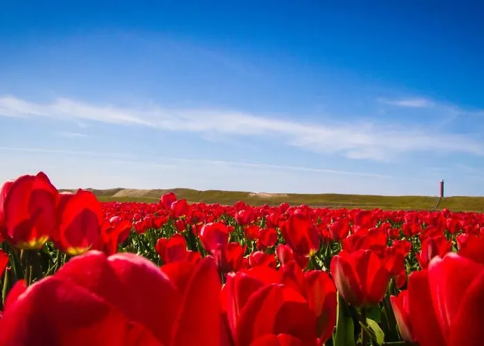 Chalet Oase, Zanddijk 75 Julianadorp